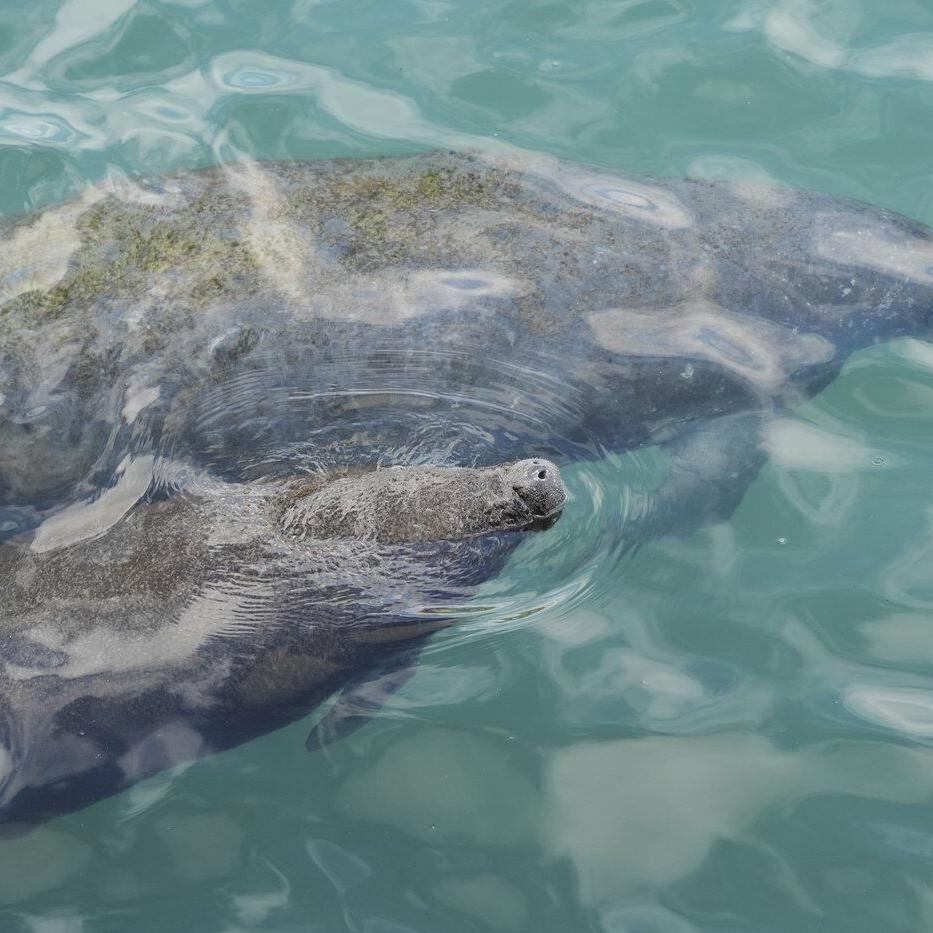 Democratic senators press Trump administration on how it will protect endangered species